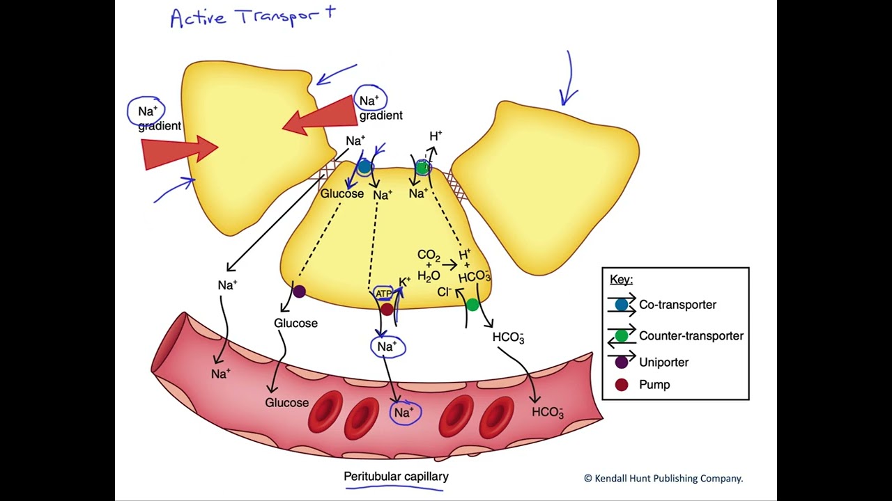 Nephron active transport - YouTube