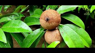 Plant 226 | Sapota | chikku hannu | ಚಿಕ್ಕು ಹಣ್ಣು | ಸಪೋಟ | Pouteria sapota | Manilkara zapota