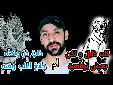 حوار بين الكلب و الذئب قص ة الكلب المقي د السمين و الذئب الجائع الحر 2021