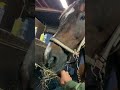 それじゃない!サチモからのプレゼントのお礼とママの冗談 #サチモ #horse #黒糖