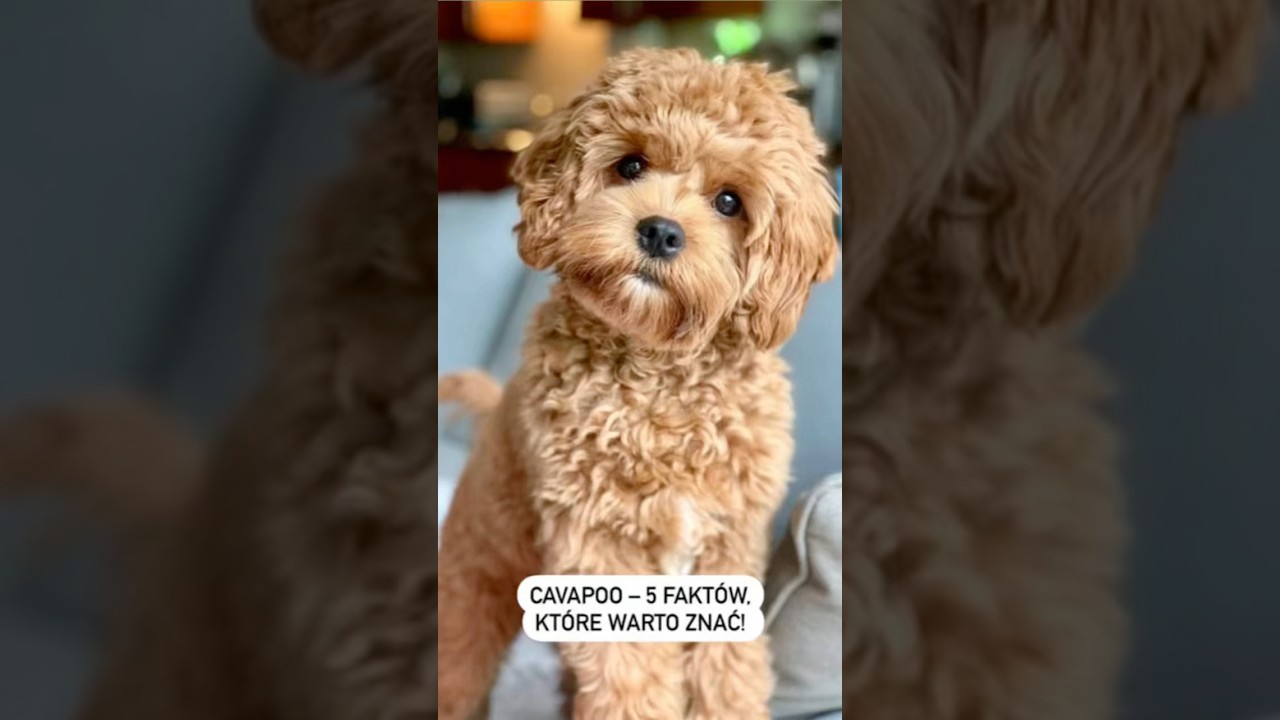 Cavapoo – 5 faktów, które warto znać! 🐾 