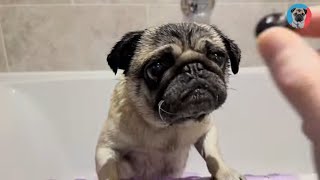 Pug's Hilarious Bath Time 😍: Pangpang the Pug dog Reacts!