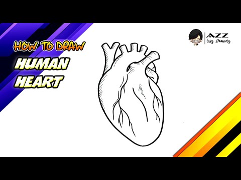 How to draw Human Heart step by step