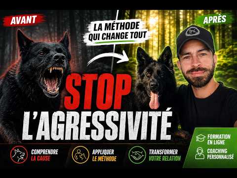 AGRESSIVITÉ canine Balade avec mon chien : La MÉTHODE pour des promenades TOP (Voir Description) 🌲