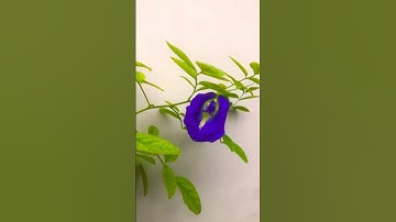 #محبي_القارئه_منة #quran #al_baqarah #القارئه_منة_الله_رمضان #منة_الله_رمضان #holy_quran #قرآن_كريم