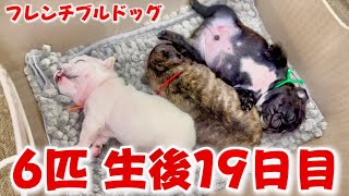 【生後19日目】6匹赤ちゃん起きてる時間が増えました！！