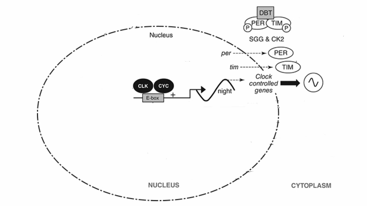 Molecular Circadian Clock: video 3