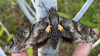 LARGEST SPHINX MOTH I'VE EVER SEEN   THE GIANT SPHINX