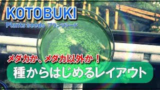 【めだか飼育】種から育てるレイアウト「プランツシード」初挑戦！