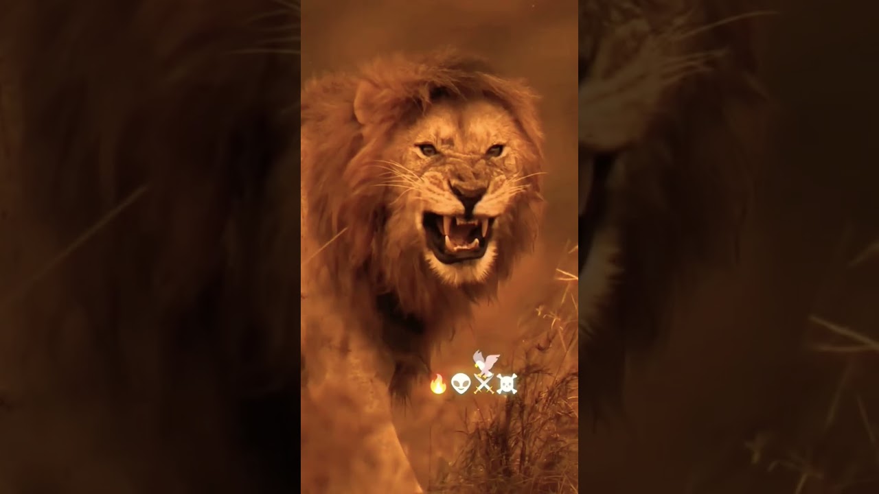 Learn the ABCs: "L" is for Lion and Ladybug 💀