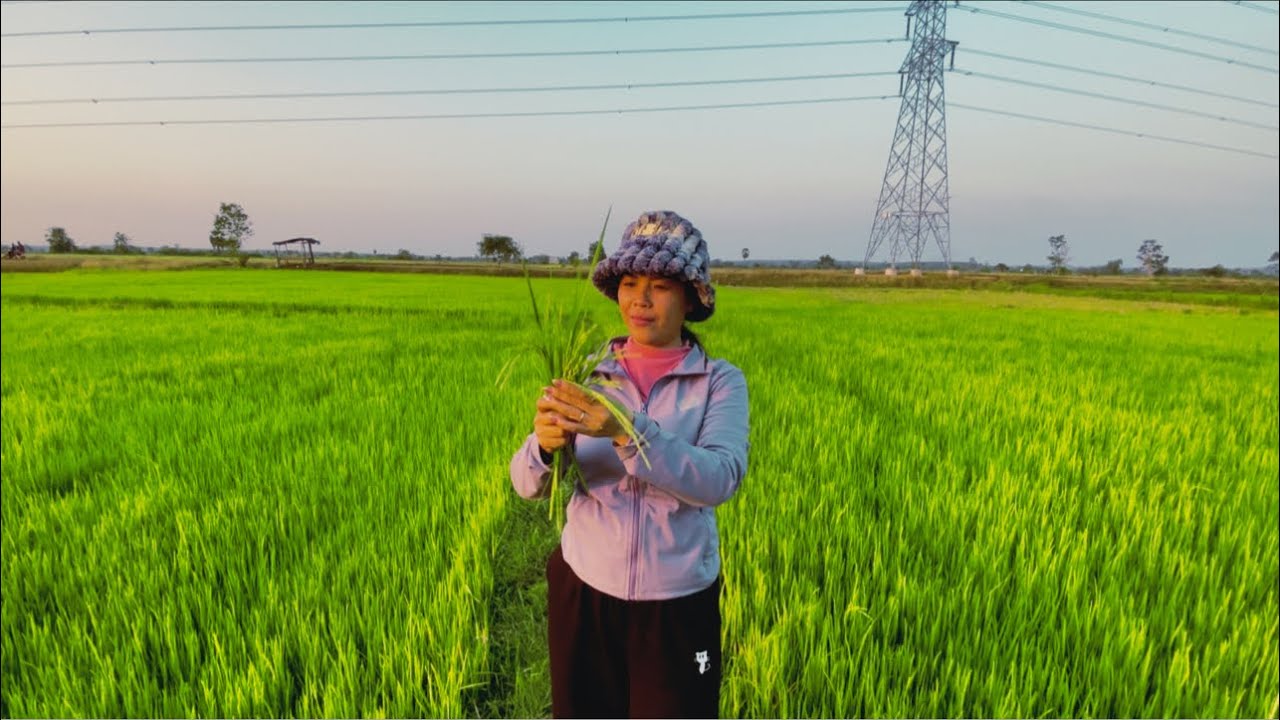 ទៅមេីលស្រូវចេញ🌾 This evening I went to see the rice fields.@SokleangFamilylife