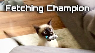 Siamese Cat Plays Fetch! | with Simon #shorts