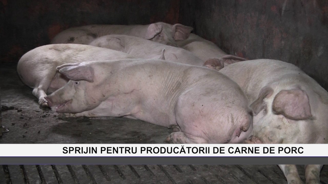 camera iphone 8 plus apk Sprijin pentru producătorii de carne de porc - www.clumnatv.ro