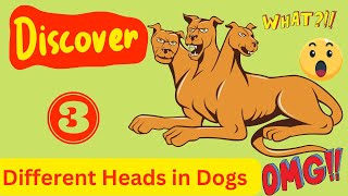 The 3 Different Types of Head in Dogs