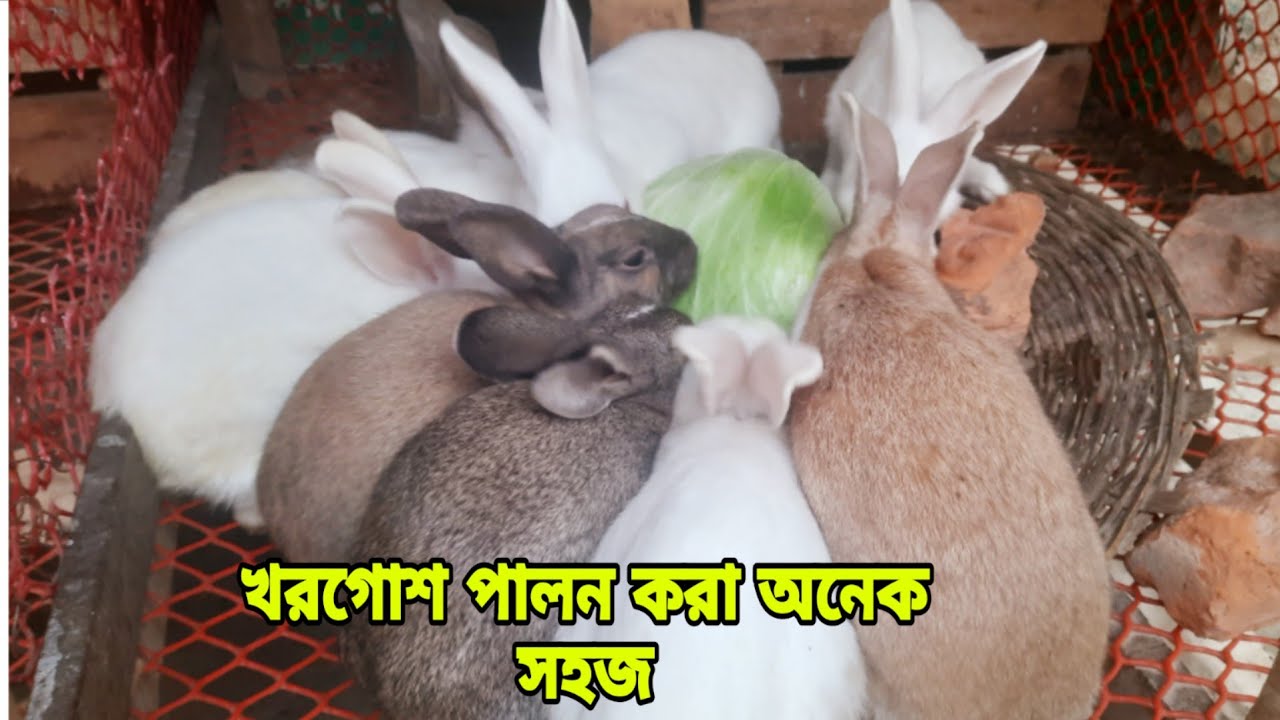 খরগোশ লালন পালন করা সহজ উপায়  rabbit farm Bangladesh 
