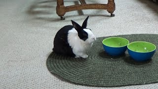 Rabbit falls asleep after eating Thanksgiving dinner!