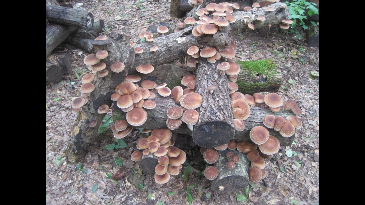 How To Grow Mushrooms on Logs- Log Inoculation at Mushroom Mountain