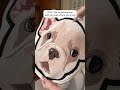 Custom Pet Portrait Rug