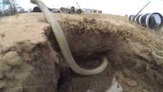 Brown Snake Attack at FP Net Worth