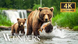 Tranquil Wildlife Wonders 4K 🐾 Pristine Wilderness Quest with Soft Piano Harmony for Calm screenshot 1