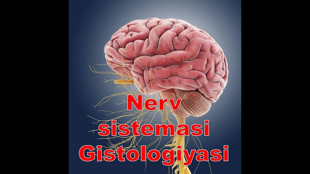 Nerv sistemasi