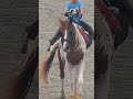 Horselov شباب البومب13 Kuda Caballos घ ड лошади يوميات ترند حصان 馬 Viralvideo Foryou 