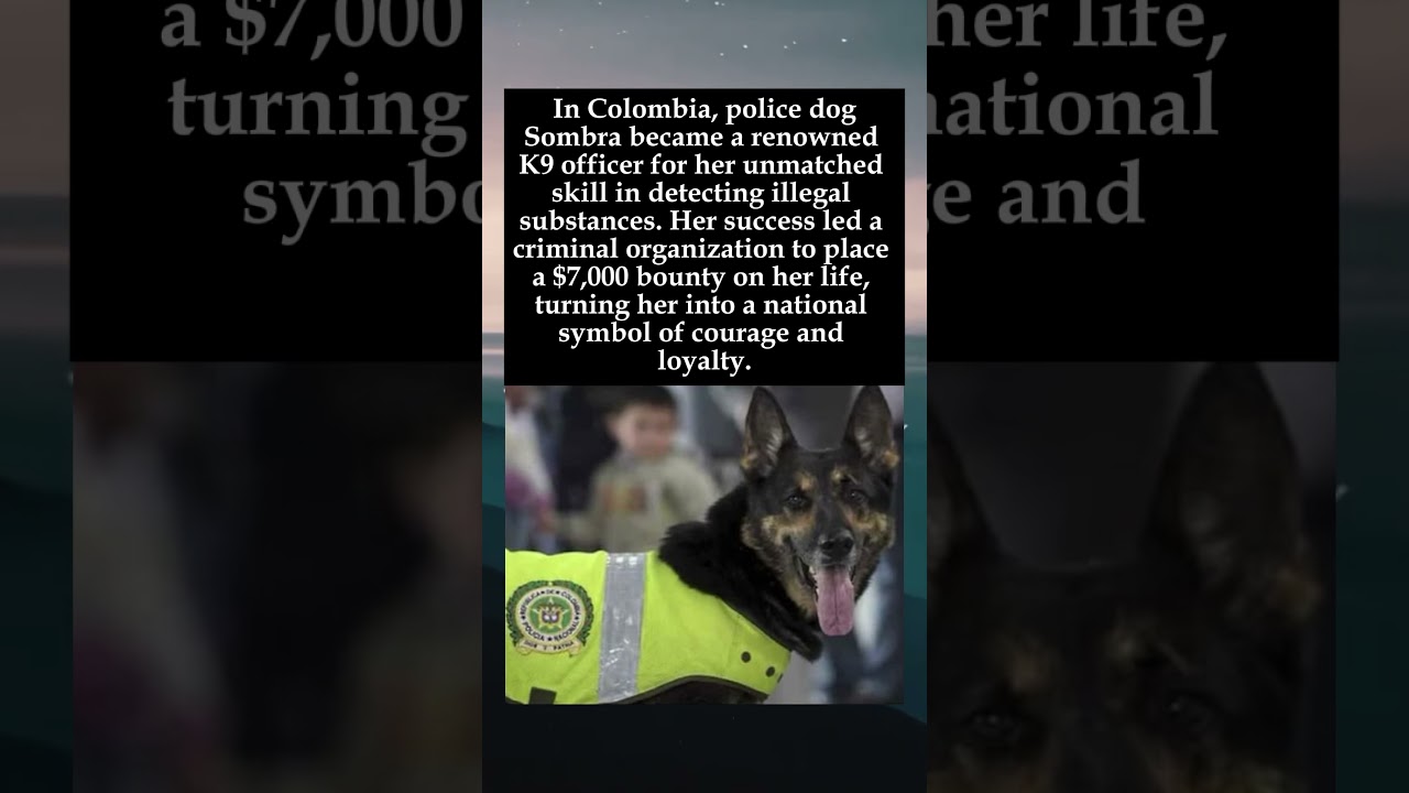 Target on Her Nose: The Bounty on Police Dog Sombra