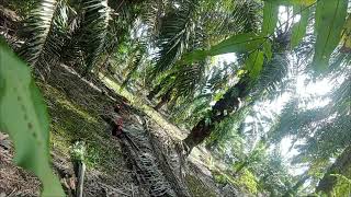 Download Lagu Pikat Padu MP3