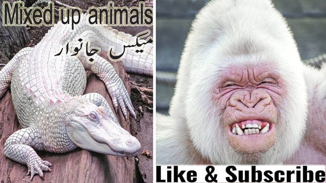 very mixed up animals YouTube