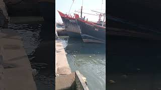 #dailyvloggers #fish #fishing #viral #ekmotahathighumechala hoka