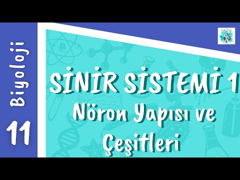 Biyoloji 11.Sınıf - Sinir Sistemi 1 (Nöron Yapısı / Çeşitleri)