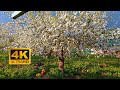 [4K] BLOOMING APPLE TREE IN THE RAIN | ASMR