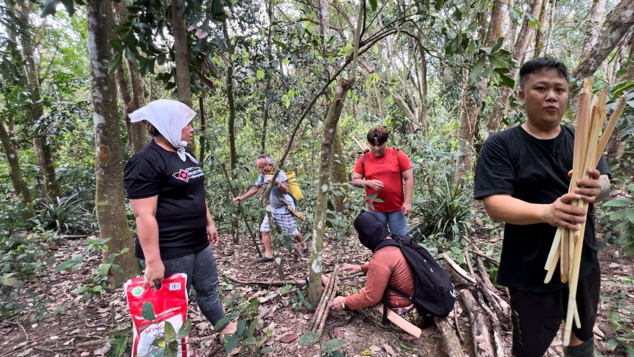 Ambil Kayu Api Di Hutan Sambil Cari Biji Getah // Cara Ambil Umbut Rotan Berduri //