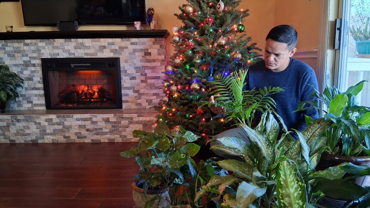 Mantenimiento a cuna de Moisés, difembaquia, singonio, palmera, vistazo al jardín y granja navideña