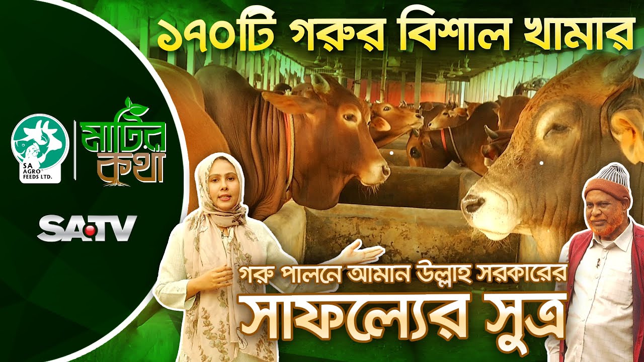 গরু পালনে আমান উল্লাহ সরকারের সাফল্যের সূত্র | MATIR KOTHA EP 19 | SATV