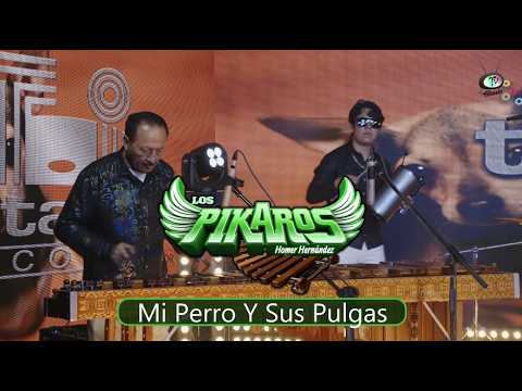 Los Pikaros De Homer Hernández - Mi Perro Y Sus Pulgas