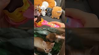 Collab Cat 992929292