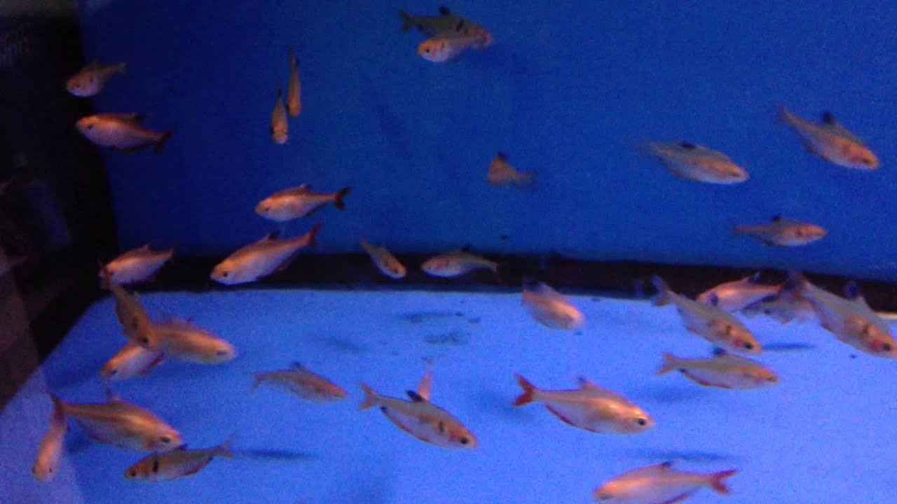 NEW STOCK OF FRESHWATER FISH & HIGH QUALITY DISCUS 10-3-15