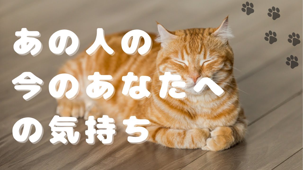 今のあの人の気持ち🐈🐾ねこにゃんカード入りチョコで占う🍫【3択 占い 恋愛】