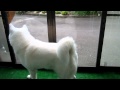 【秋田犬げんき】お婆さんを追いかけ豪快に転ぶ【akita dog】