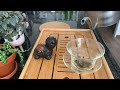 Grandpa style tea brewing in a gaiwan: Long jing green tea