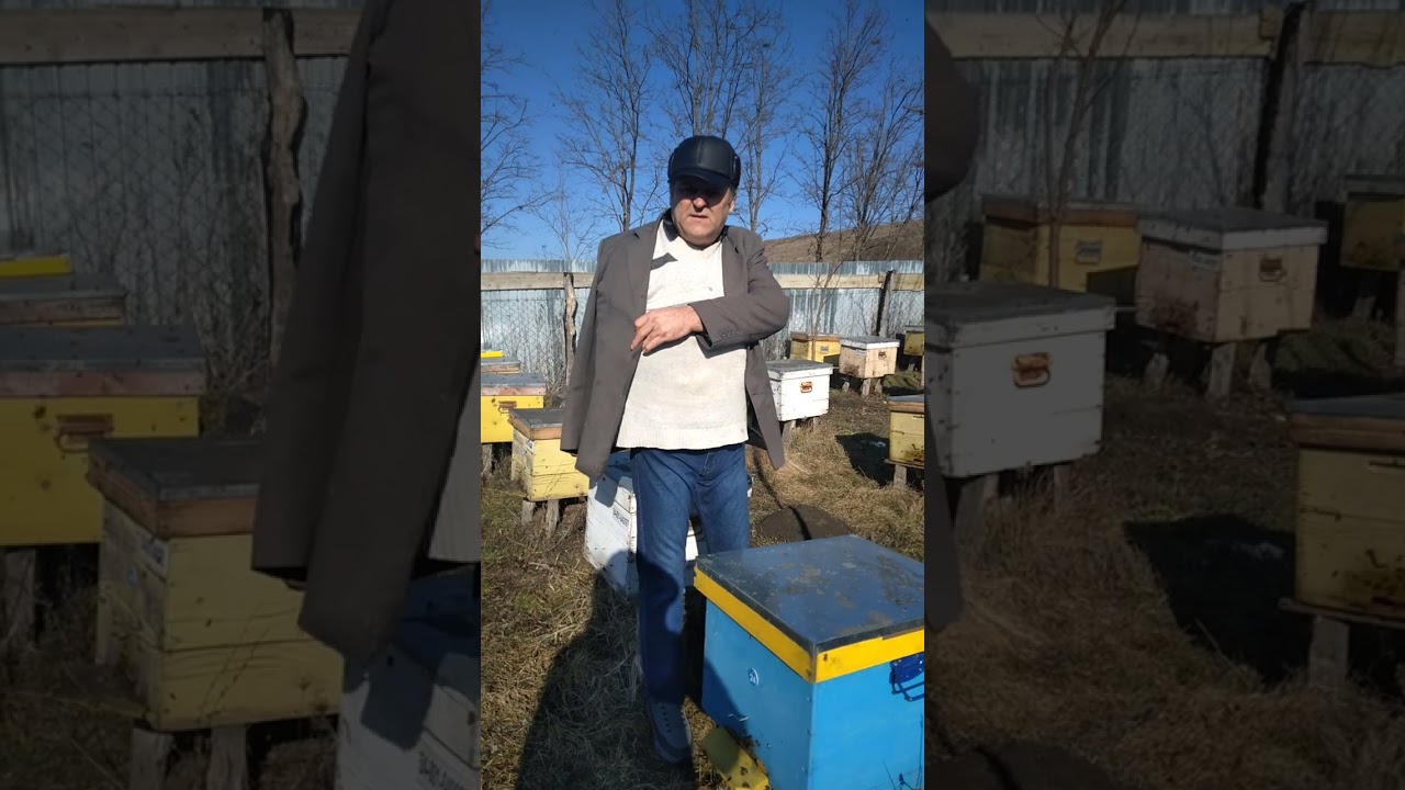 Au ieșit albinele la zbor!!!