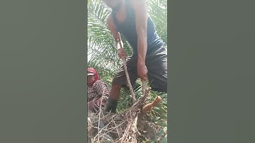 Harvesting cassava part 568 #shorts #farming #cassava #nature  #cassavaroots #cassavafarming