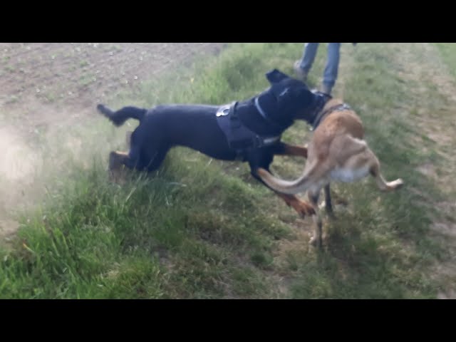 Rottweiler X Belgian Malinois Youtube