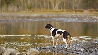 Health Screening and Preventive Care for Pointer Dogs