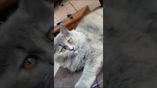 deep thoughts of my ally 😂❤️#ally#video#viral #short