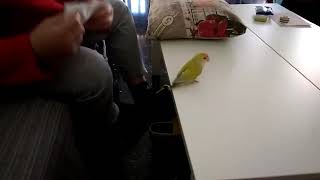 Agai Hace Caca Muy Educadamente.