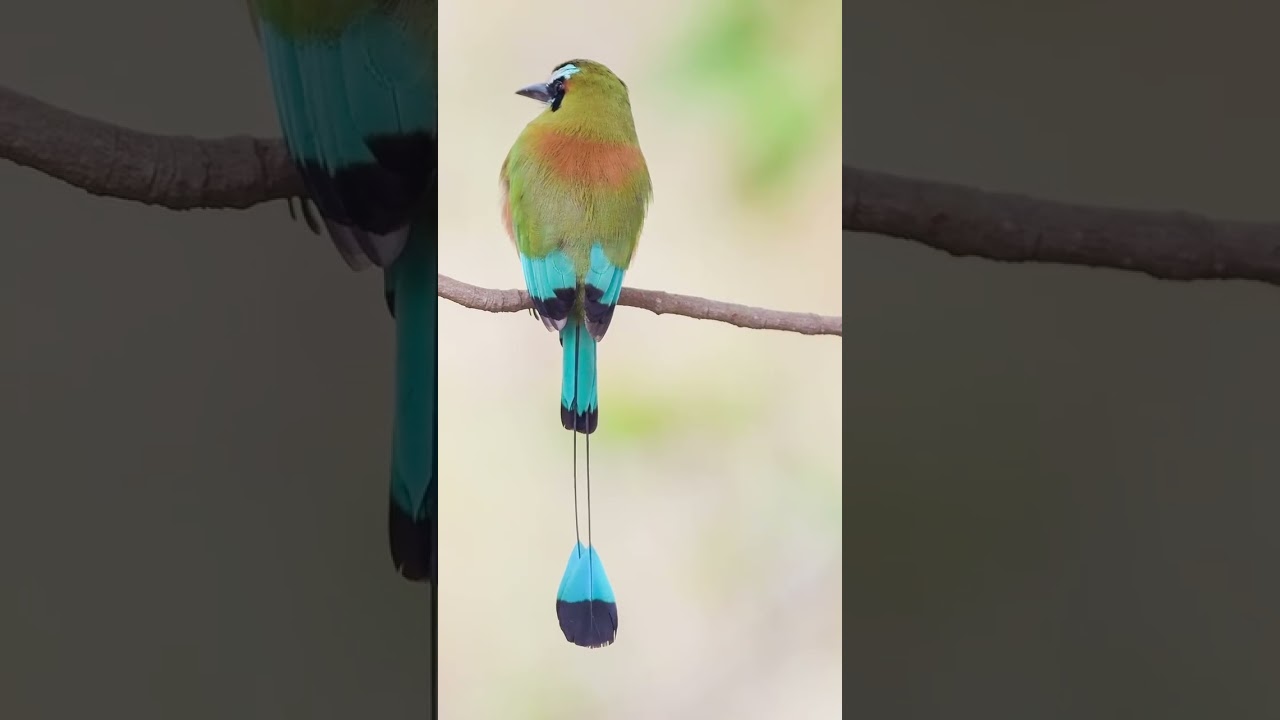 Turquoise Browed Motmot Bird