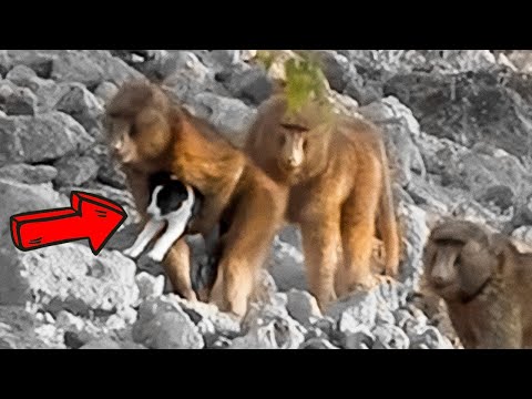 Vídeo: Monos D'hivern: Una Visió General De Vestits I Roba De Treball, Monos Càlids 