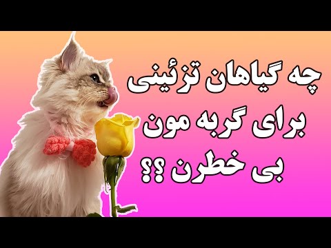 تصویری: کدام گل و گیاه برای گربه بی خطر است؟